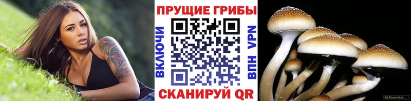 Галлюциногенные грибы Cubensis Биробиджан