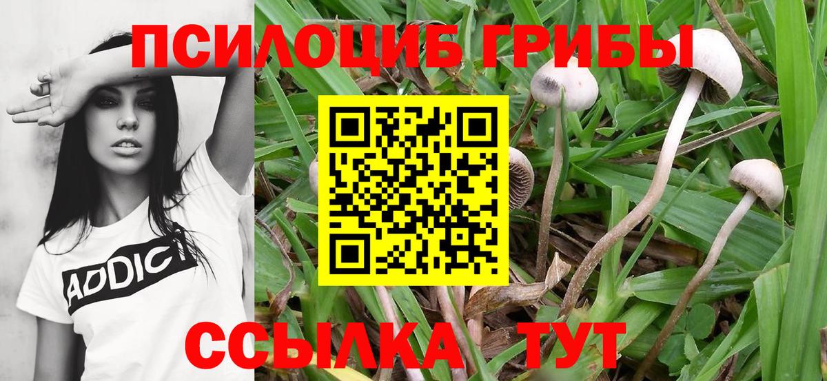 Галлюциногенные грибы Psilocybine cubensis  Псилоцибиновые грибы Psilocybe  Биробиджан  Вход с VPN 